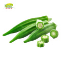 Hot Sell storage Frozen Okra Prices